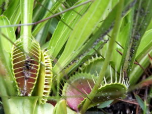 The famously rare carnivorous plants are native only to this part of the globe. (Port City Daily photo / COURTESY BEN BROWN)