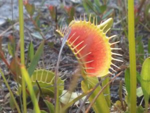 Venus flytraps, indigenous to a 60-70 mile radius of Wilmington, are being poached and are currently listed as a vulnerable species. (Port City Daily FILE PHOTO)