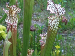Wilmington's carnivorous plant garden also features fellow meat-eating flora, the pitcher plants. (Port City Daily photo/CHRISTINA HALEY)