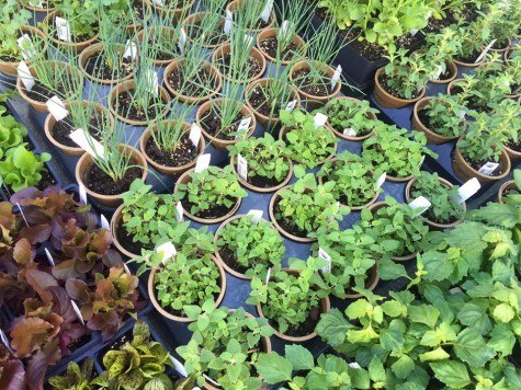 While organic gardening enthusiasts will soon no longer be able to purchase plants and supplies at Progressive Gardens, owner Evan Folds says he will maintain his connection to the community through his farm and consulting work. Courtesy photo.