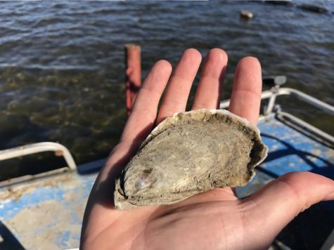 Masonboro Oyster (1024x768)