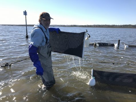 Holbrook with a bag attached to a Lentz system. The technique holds the oysters out of the water during low ides, killing sponges and other pests that can damage the oysters. (Photo Benjamin Schachtman)