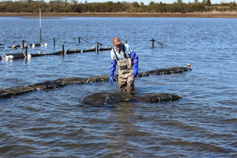Tim Holbrook, bringing in floating cages for harvest. (Photo by Benjamin Schachtman)