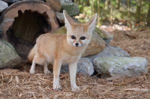 Tregembo Animal Park's Fennec Fox (Port City Daily photo/COURTESY TREGEMBO ANIMAL PARK)