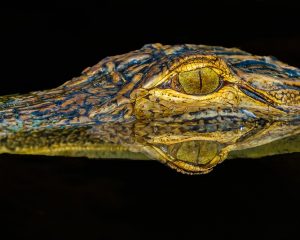 Last years Grand Prize winner, "Alligator close up," by Frank Ellison. (Port City Daily photo/CORY MANNION)