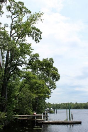 Gnarled old cypress trees live all along the banks of the Cape Fear, including the tidal forest. "There really is something therapeutic about walking through woods like these," Hunt said. (Port City Daily photo/CORY MANNION)
