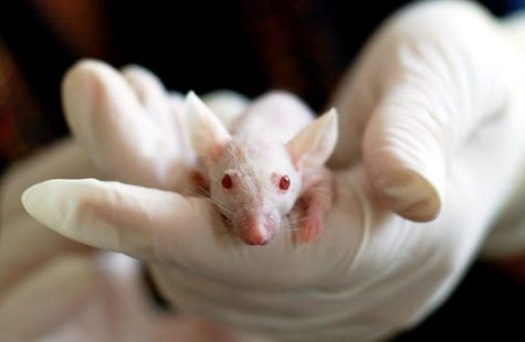 The cost of laboratory mice for a single study can reach into the thousands of dollars. (Port City Daily photo / FILE PHOTO)