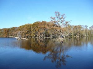 'Site X,' located in Bertie County in the northern part of the state, was recently acquired by the Wilmington based North Carolina Coastal Land Trust. In addition to being a pristine natural area, the area has recently been pin pointed as a likely location of the remnants of the Lost Colony. (Port City Daily photo/COURTESY NORTH CAROLINA COASTAL LAND TRUST)