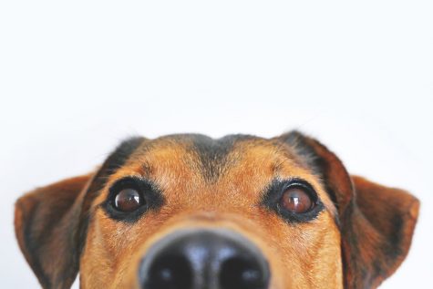 It's Thanksgiving. Unless you have the world's best trained pet, or a heart of stone, you're probably going to sneak your four-legged friend some table scraps --- so here's what's safe and what's not. (Port City Daily photo / FILE)