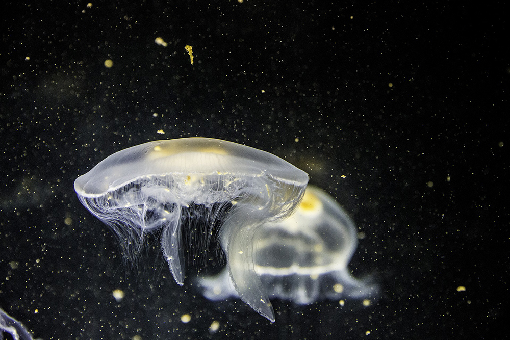 Cases of "sea lice," which are baby jellyfish during spawning season, have been reported in Carolina Beach. (Port City Daily/File photo)
