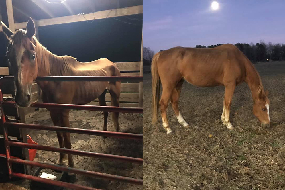 Images posted on Tuesday by Jessie Malpass, who adopted four of the rescued horses, show a 20-year-old mare named Rita shortly after she was rescued (left) and now. (Port City Daily photos/Courtesy Jessie Malpass)