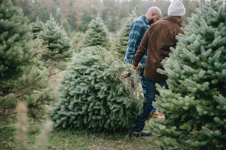 Christmas Tree Drop Off Wilmionton Nc 2022 Christmas Tree Recycling In Brunswick And Pender Counties | Port City Daily