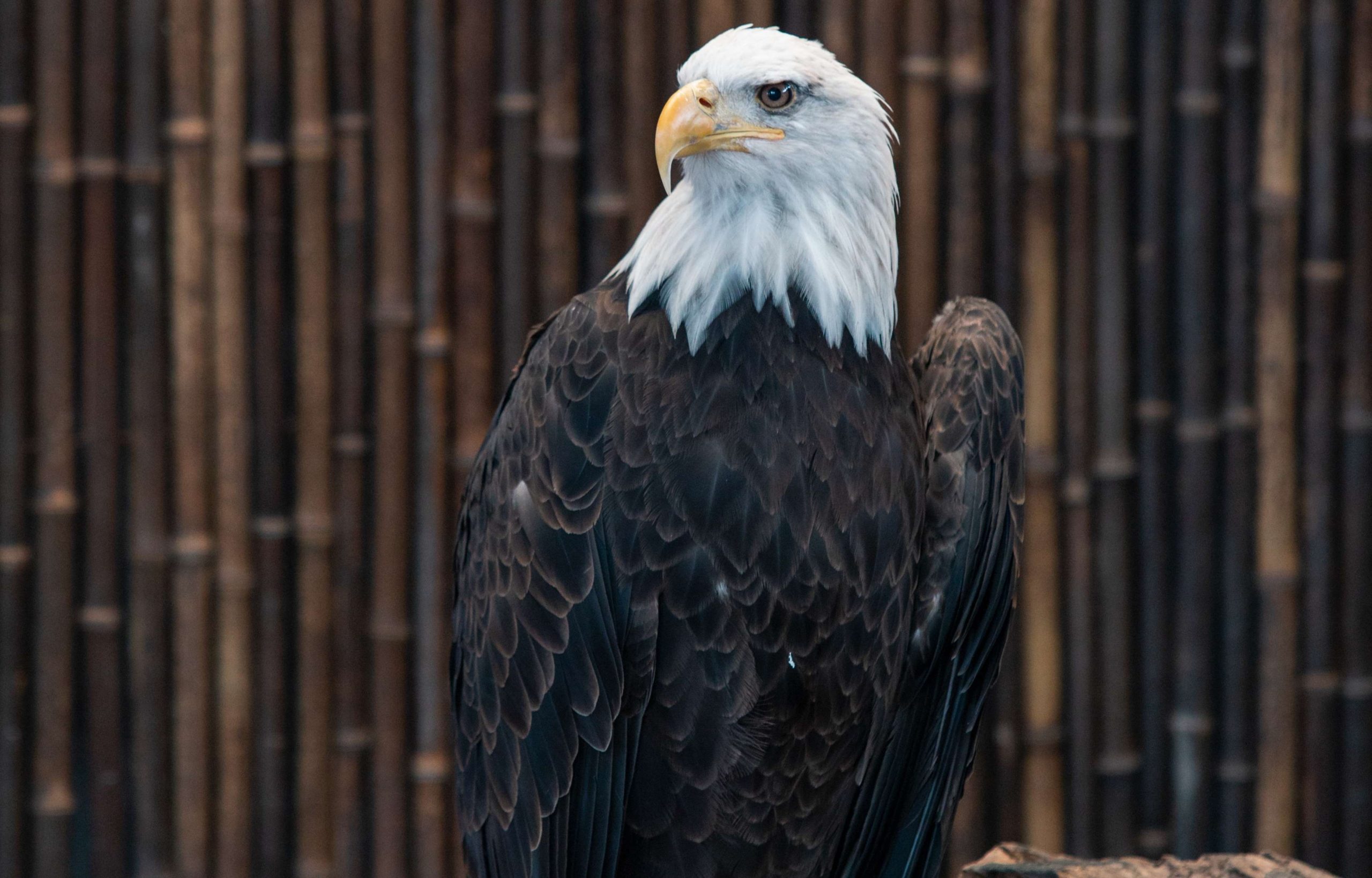 A rise in avian flu cases compels state aquariums to remove birds from public habitat